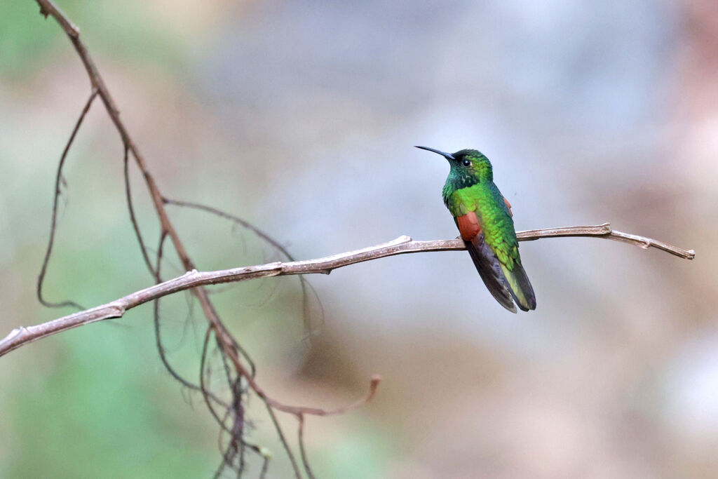 White-tailed Hummingbird male adult