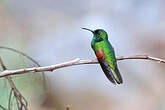 Colibri du Guerrero