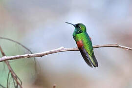 White-tailed Hummingbird