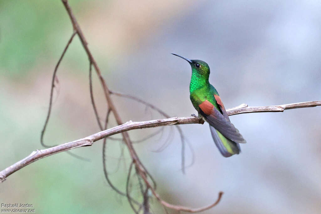 Colibri du Guerrero mâle adulte