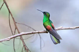 White-tailed Hummingbird