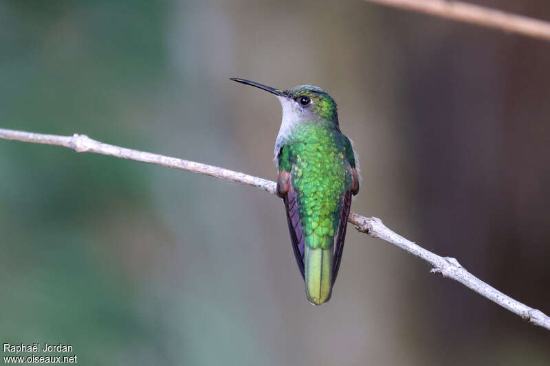White-tailed Hummingbird female adult