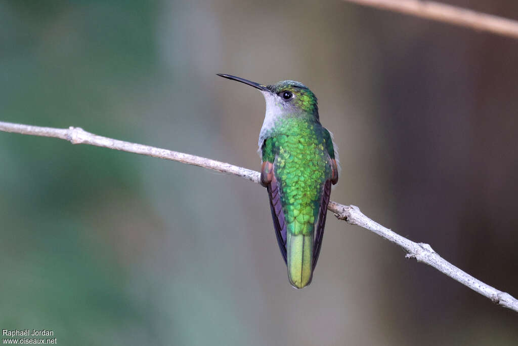 Colibri du Guerrero femelle adulte