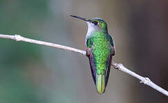 Colibri du Guerrero