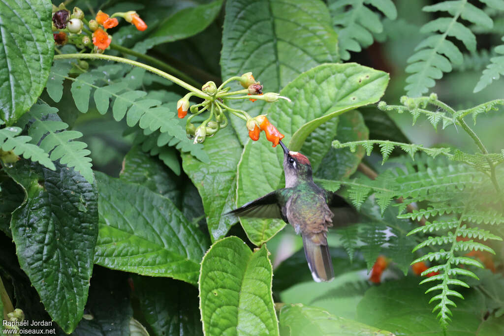 Colibri du Tolima mâle adulte