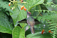 Colibri du Tolima