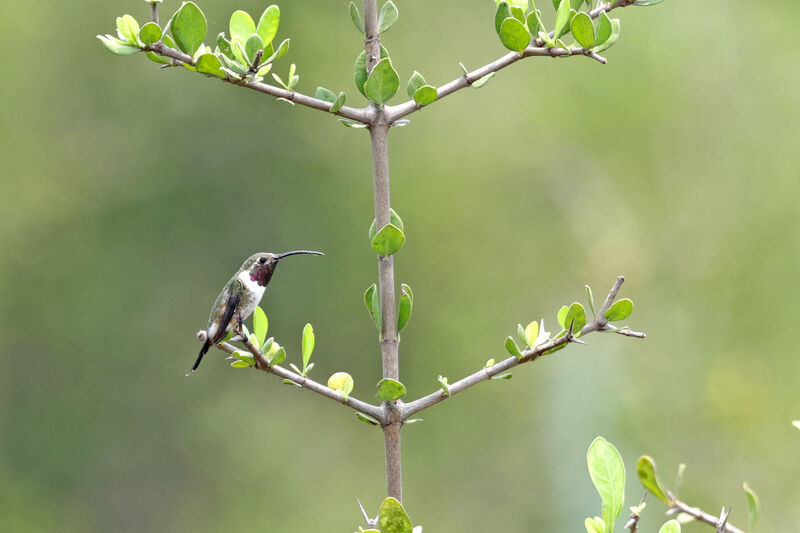 Mexican Sheartail male adult