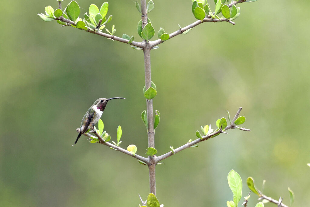 Mexican Sheartail male adult