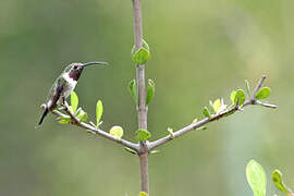 Mexican Sheartail