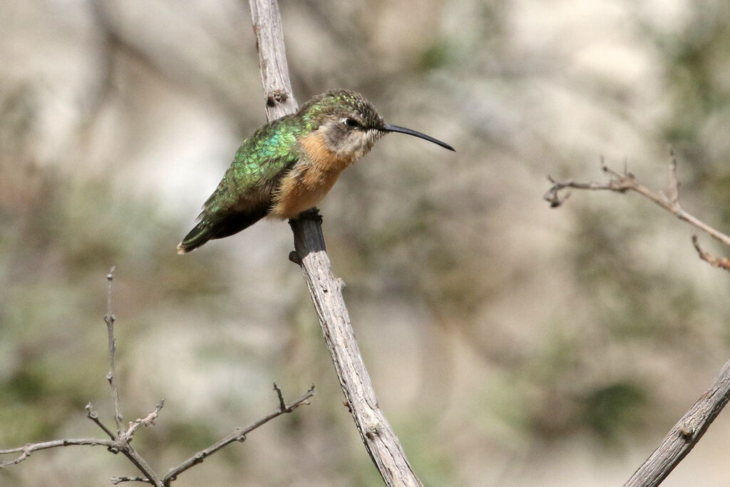 Purple-collared Woodstar female adult