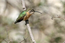Colibri fanny