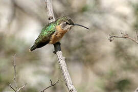 Purple-collared Woodstar