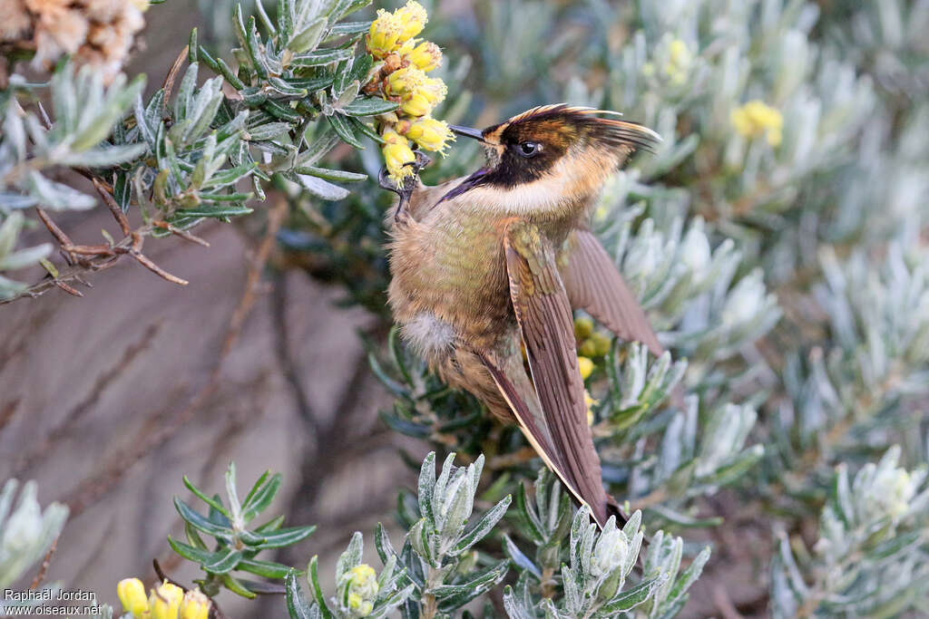 Buffy Helmetcrest male adult, habitat, pigmentation, eats