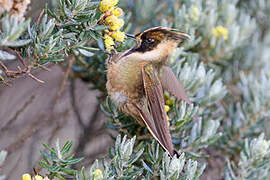 Colibri fauve