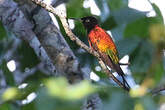 Colibri flamboyant