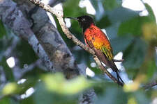 Colibri flamboyant