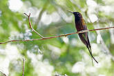 Colibri flamboyant