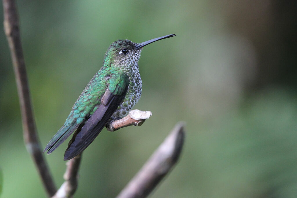 Colibri griveléadulte