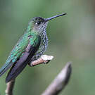 Colibri grivelé
