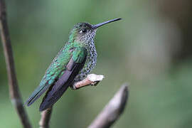 Many-spotted Hummingbird