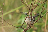 Colibri guaïnumbi