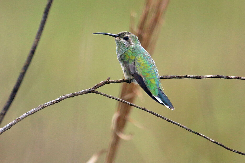 White-tailed Goldenthroat female adult