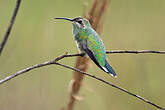 Colibri guaïnumbi