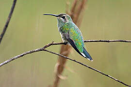 White-tailed Goldenthroat