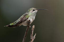 White-tailed Goldenthroat