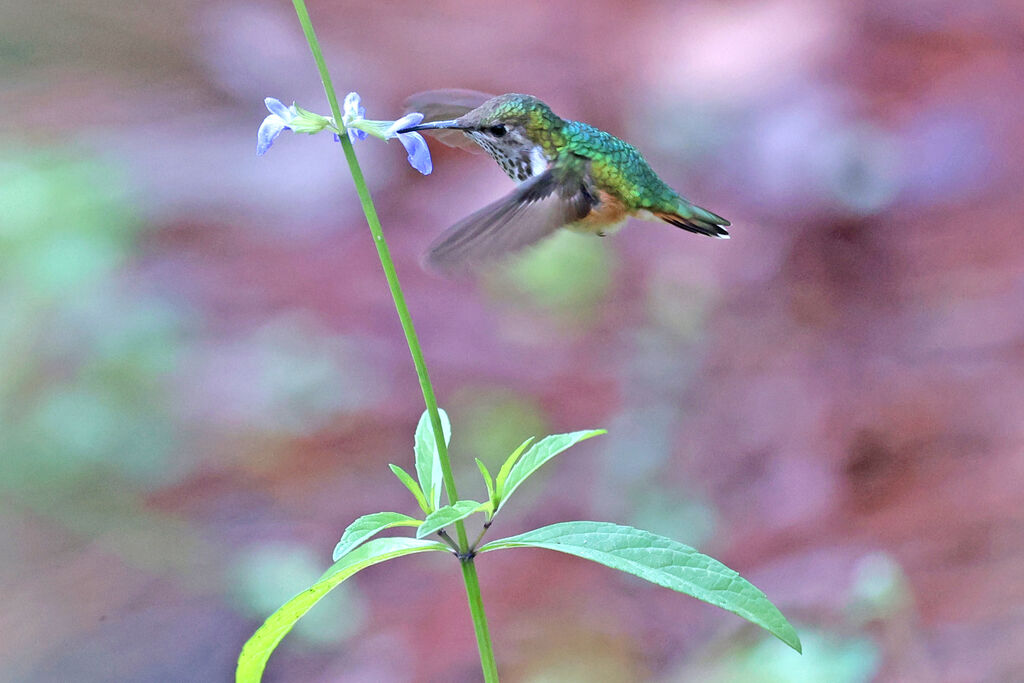 Colibri héloïse femelle