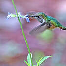 Colibri héloïse