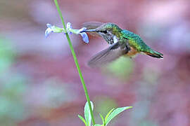 Colibri héloïse