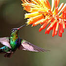 Colibri insigne