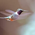 Colibri magenta