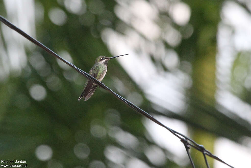 Stripe-breasted Starthroat female adult, identification