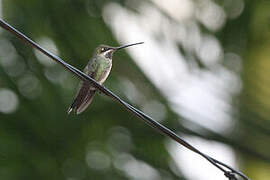 Stripe-breasted Starthroat