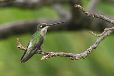 Colibri médiastin