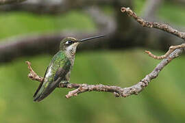 Colibri médiastin