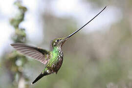 Sword-billed Hummingbird