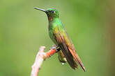 Colibri rubis-émeraude