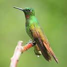 Colibri rubis-émeraude