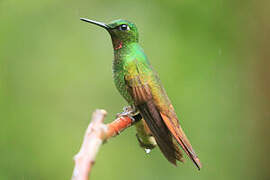 Colibri rubis-émeraude