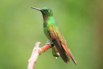 Colibri rubis-émeraude