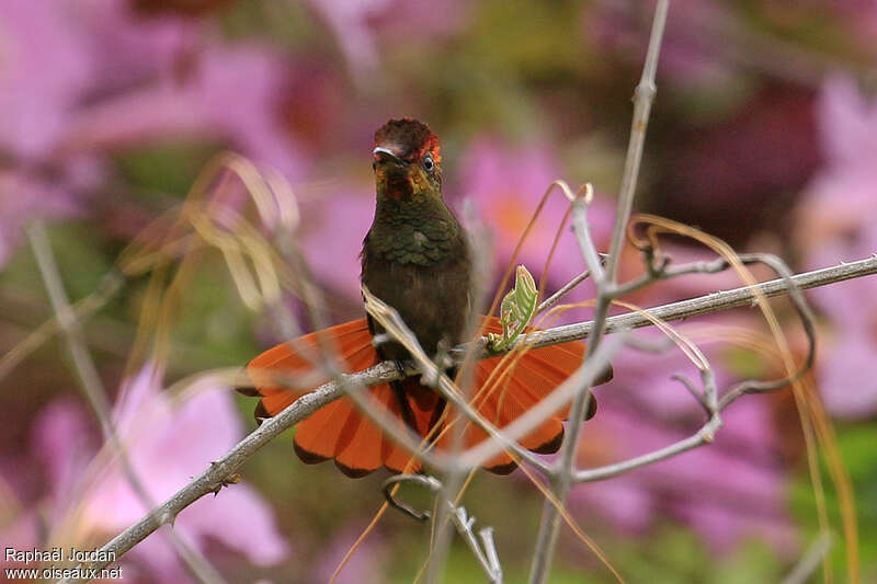 Colibri rubis-topaze mâle adulte, pigmentation, Comportement