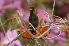 Colibri rubis-topaze