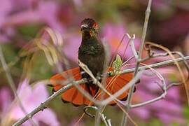 Ruby-topaz Hummingbird