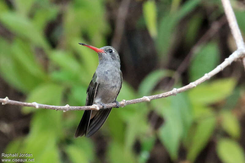 Colibri sombre mâle adulte, identification