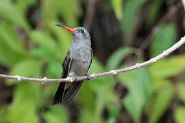 Colibri sombre