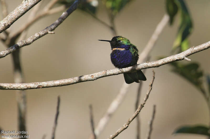 Colibri superbe mâle adulte nuptial, identification