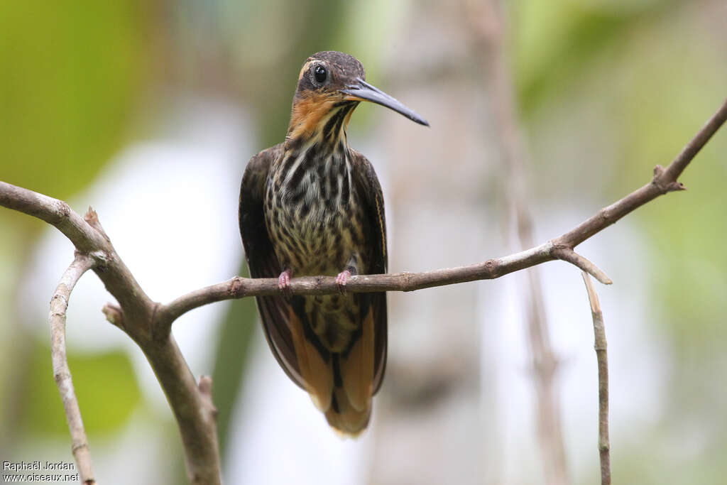 Saw-billed Hermitadult